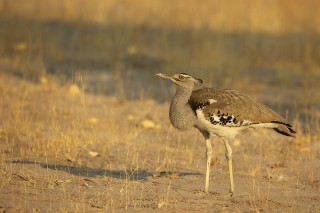 Botswana