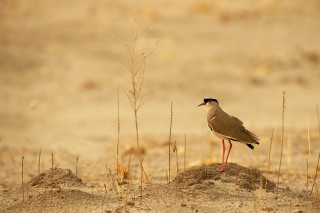 Botswana