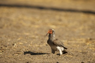 Botswana