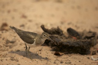 Botswana