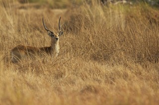 Botswana