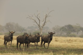 Botswana