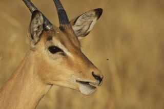 Botswana