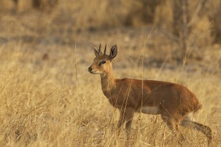 Botswana