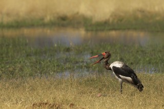 Botswana