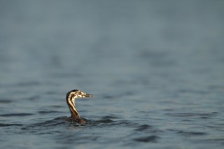 Faune du Delta du Danube et de la campagne Roumaine