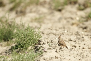 Faune du Delta du Danube et de la campagne Roumaine