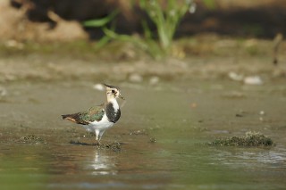 Faune du Delta du Danube et de la campagne Roumaine