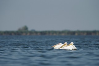 Faune du Delta du Danube et de la campagne Roumaine