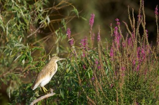 Faune du Delta du Danube et de la campagne Roumaine