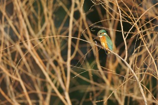 Faune du Delta du Danube et de la campagne Roumaine