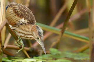 Faune du Delta du Danube et de la campagne Roumaine