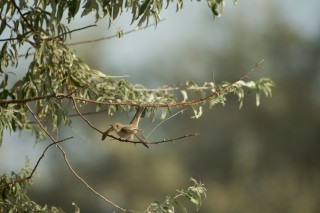 Faune du Delta du Danube et de la campagne Roumaine