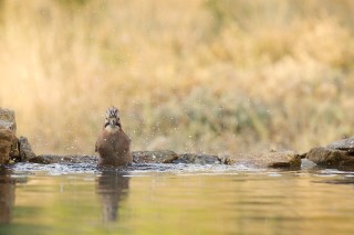 Faune du Delta du Danube et de la campagne Roumaine