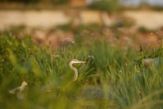 Faune du Delta du Danube et de la campagne Roumaine