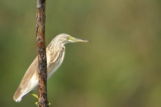 Faune du Delta du Danube et de la campagne Roumaine