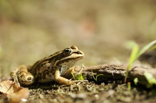 Faune du Delta du Danube et de la campagne Roumaine