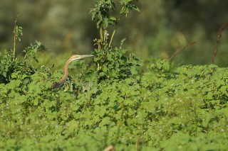 Faune du Delta du Danube et de la campagne Roumaine