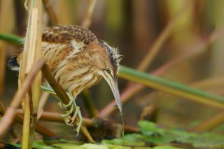 Faune du Delta du Danube et de la campagne Roumaine