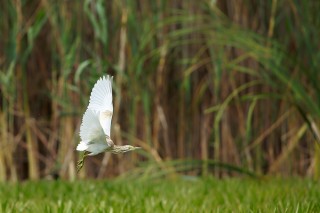 Faune du Delta du Danube et de la campagne Roumaine