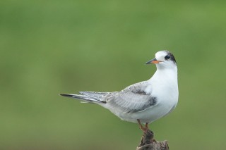 Faune du Delta du Danube et de la campagne Roumaine