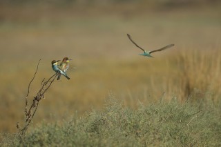 Faune du Delta du Danube et de la campagne Roumaine