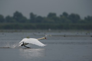 Faune du Delta du Danube et de la campagne Roumaine