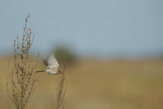 Faune du Delta du Danube et de la campagne Roumaine