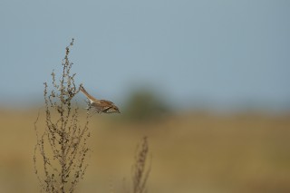 Faune du Delta du Danube et de la campagne Roumaine