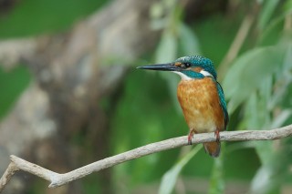 Faune du Delta du Danube et de la campagne Roumaine