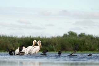 Faune du Delta du Danube et de la campagne Roumaine