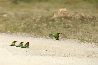 Faune du Delta du Danube et de la campagne Roumaine