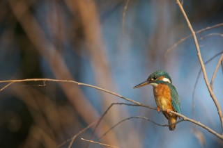 Faune du Delta du Danube et de la campagne Roumaine