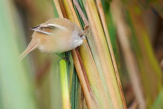 Faune du Delta du Danube et de la campagne Roumaine