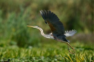 Faune du Delta du Danube et de la campagne Roumaine