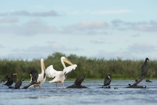 Faune du Delta du Danube et de la campagne Roumaine