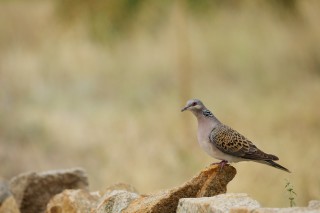 Faune du Delta du Danube et de la campagne Roumaine