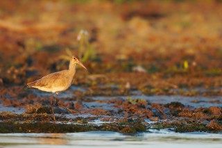 Faune du Delta du Danube et de la campagne Roumaine