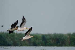 Faune du Delta du Danube et de la campagne Roumaine