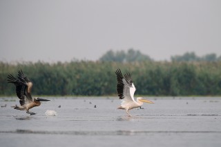 Faune du Delta du Danube et de la campagne Roumaine