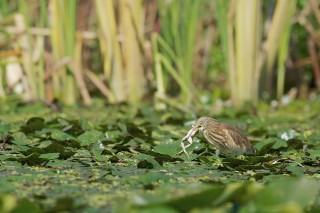 Faune du Delta du Danube et de la campagne Roumaine