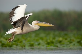 Faune du Delta du Danube et de la campagne Roumaine