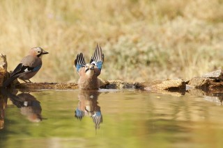 Faune du Delta du Danube et de la campagne Roumaine