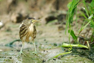 Faune du Delta du Danube et de la campagne Roumaine