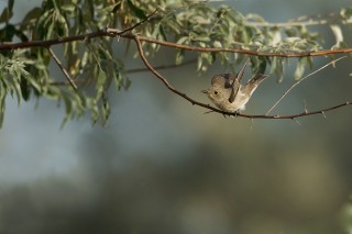 Faune du Delta du Danube et de la campagne Roumaine