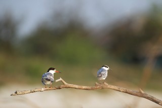 Faune du Delta du Danube et de la campagne Roumaine