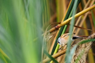 Faune du Delta du Danube et de la campagne Roumaine