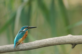 Faune du Delta du Danube et de la campagne Roumaine