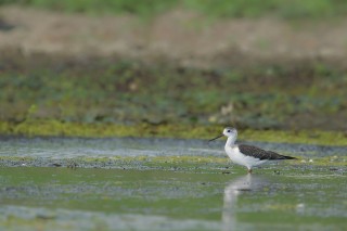 Faune du Delta du Danube et de la campagne Roumaine