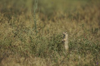 Faune du Delta du Danube et de la campagne Roumaine